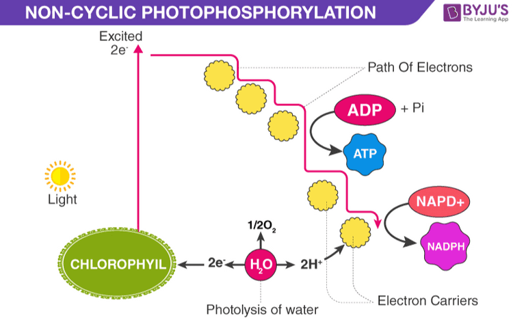 Fotofosforilasi Fotofosforilasi Siklik Nonsiklik Hanya melibatkan foto- Melibatkan fotosistem sistem I. dan II. Menghasilkan ATP. Menghasilkan ATP dan NADPH. Tidak terjadi fotolisis air. Terjadi fotolisis air untuk menutupi ke- kurangan elektron pada fotosistem II. 
BBYJU'S The Learning App CYCLIC PHOTOPHOSPHORYLATION Excited 2e Path Of Electrons ADP + Pi ATP Light Electron Carriers CHLOROPHYIL 2e 
The Learning App NON-CYCLIC PHOTOPHOSPHORYLATION BBYJU'S Excited 2e Path Of Electrons ADP + Pi ATP Light NAPD+ 1/20, NADPH CHLOROPHYIL+2e H, 02H+ Electron Carriers Photolysis of water 