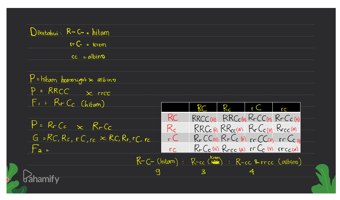 Diketahui : R-cv- hitam rr C- = krem cc - albino = х ггсс r rc P= hitam homozigotze albino Р RRCC F = Rr Cc Chitam) RC Rc RC RRCCCH RRCcH) Rrcco Rr Ccm P = Rr Cc R.Cc Rc RRCc (H) RRcc(a) Rr Cc (H) Roccia) G = RC, Rc, rCorc x RC, Rr, &C. rc rC R. CCH R. Cc Mrr CCcH rr Ccc Fa= Rr Cc (H) Rrcc (a) or Cc (k) rece(a) R-C- Chitam) : R-cc Cheese) : R-cc &rrcc Calbino) 4 x х rc С. Krem 3 Pahamify 