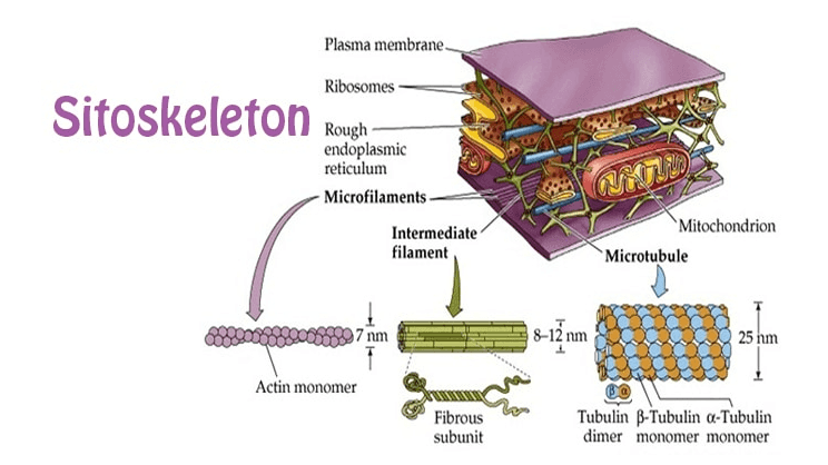 Plasma membrane Ribosomes Sitoskeleton Rough endoplasmic reticulum Microfilaments Intermediate filament NUD Mitochondrion Microtubule Boscuros consiste 7 nm 8-12 nm 25 hm Actin monomer Fibrous subunit Tubulin B-Tubulin O-Tubulin dimer monomer monomer 