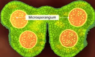 Stigma Anther Stamen 