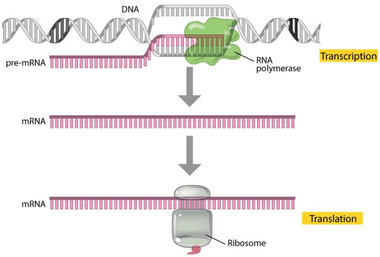 DNA Transcription pre-mRNA RNA polymerase mRNA I mRNA Translation Ribosome 