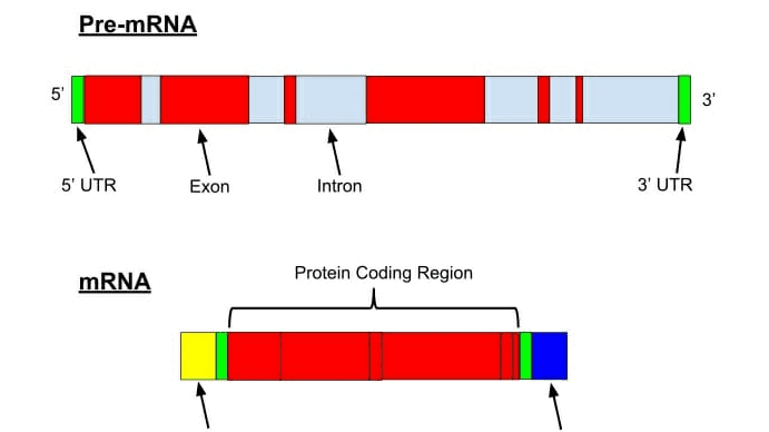 Pre-mRNA in 3 5' UTR Exon Intron 3' UTR mRNA Protein Coding Region 