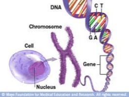 DNA Chromosome GA Cell Gene- Nucleus E and Research Assere More 