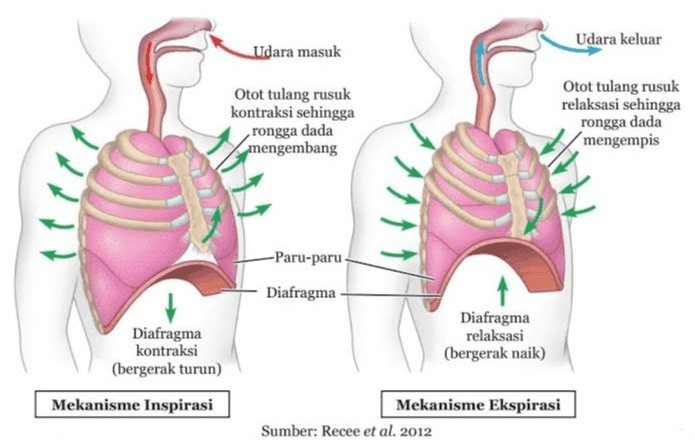 Udara keluar Udara masuk Otot tulang rusuk kontraksi sehingga rongga dada mengembang Otot tulang rusuk relaksasi sehingga rongga dada mengempis 2 -Paru-paru Diafragma Diafragma relaksasi (bergerak naik) Diafragma kontraksi (bergerak turun) Mekanisme Inspirasi Mekanisme Ekspirasi Sumber: Recee et al. 2012 