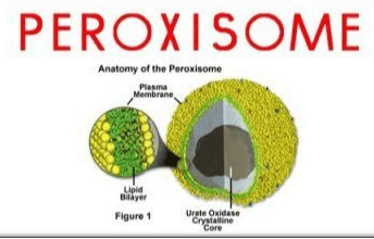 mitochonken rough Homosdome bir mm oplum more parole 2009 room pos woh endoplastic retium tre models chon corpore Org Cena 