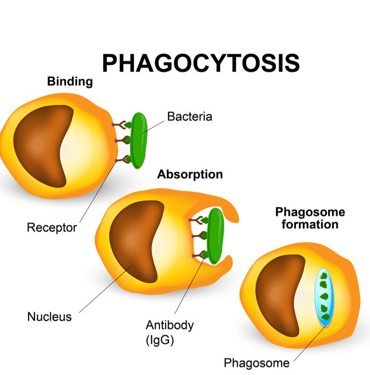 Tunica adventtia Vessel wall - Tunica media Tunica intima Blood vessel White blood cell Red blood cell Platelet 
PHAGOCYTOSIS Binding Bacteria Absorption Phagosome formation Receptor Nucleus Antibody (IgG) Phagosome 