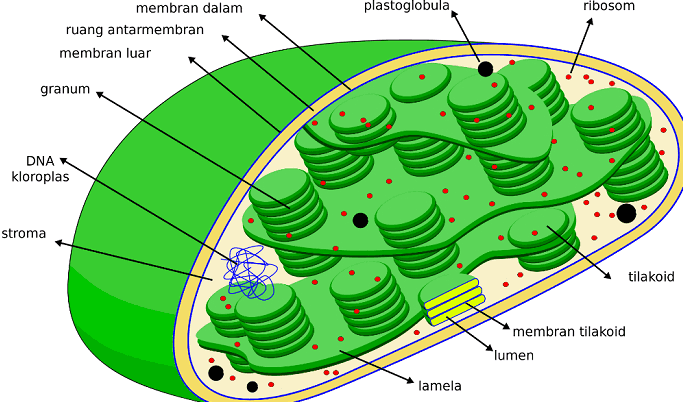 Intermembrane Outer space membrane Inner membrane Stroma 10000 Grana (tumpukan tilakoid) Tilakoid Lumen (inside of thylakoid) Lamella 