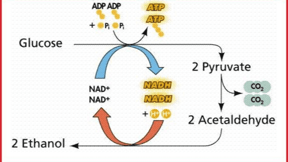 ADP ADP ATP ATP + PP Glucose 2 Pyruvate CO2 CO2 NAD+ NAD+ NADH NADH 2 Acetaldehyde 2 Ethanol 