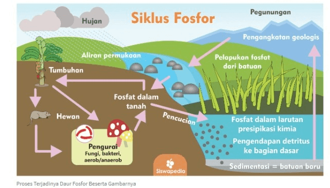 Pegunungan Hujan Siklus Fosfor Pengangkatan geologis Aliran permukaan Tumbuhan Pelapukan fosfat dari batuan Fosfat dalam tanah Hewan Pencucian Pengurai Fungi, bakteri aerob/anaerob Fosfat dalam larutan presipikasi kimia Pengendapan detritus ke bagian dasar Sedimentasi = batuan baru Siswapedia Proses Terjadinya Daur Fosfor Beserta Gambarnya 