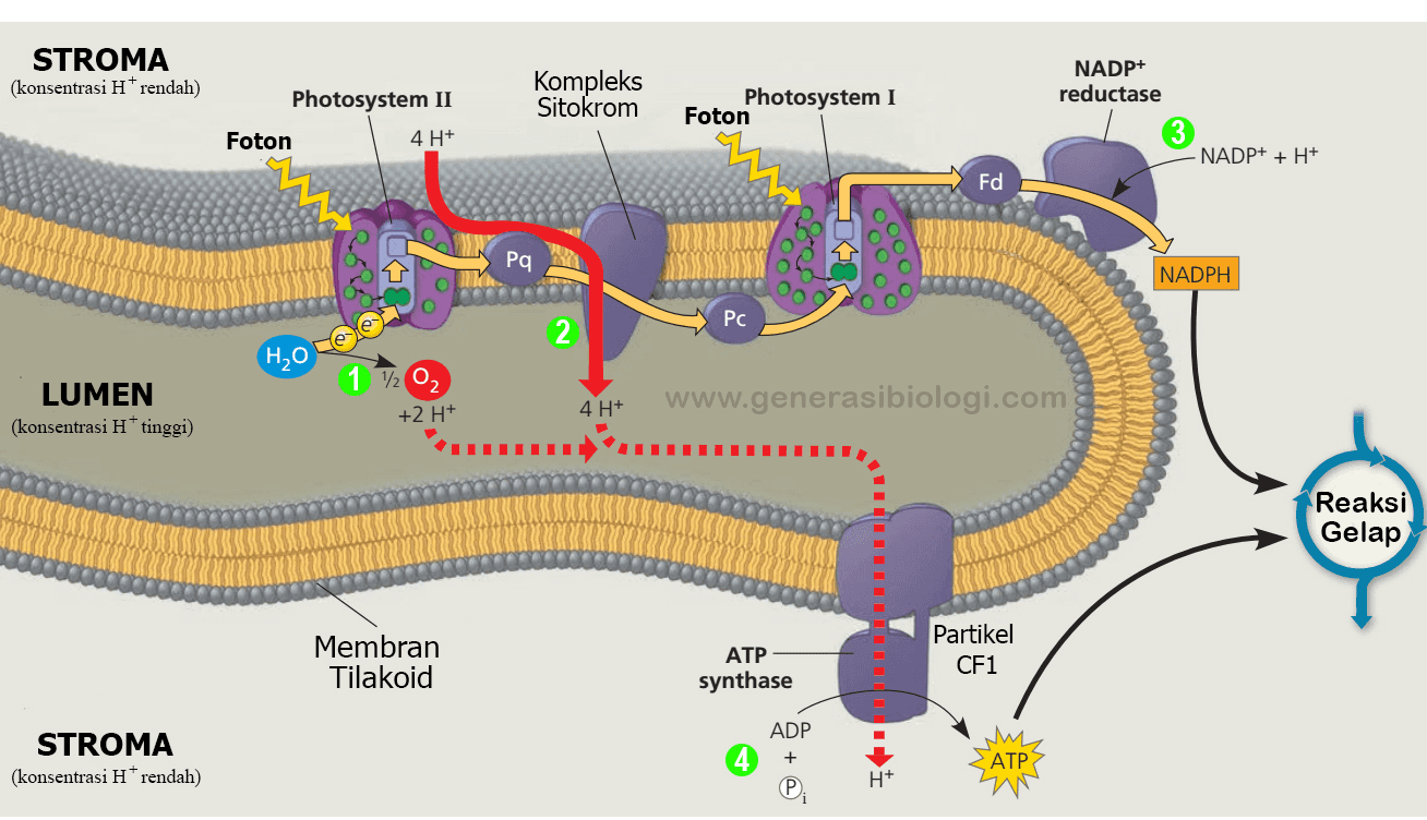 STROMA (konsentrasi H+ rendah) Kompleks Sitokrom NADP+ reductase Photosystem II Foton 4 H+ Photosystem I Foton NADP+ + H+ Fd Pa NADPH PC 2. H2O 1 702 LUMEN (konsentrasi H tinggi) +2 H+ 4 H+ www.generasibiologi.com Reaksi Gelap Membran Tilakoid ATP synthase Partikel CF1 ADP + STROMA (konsentrasi H rendah) th ATP H+ P 