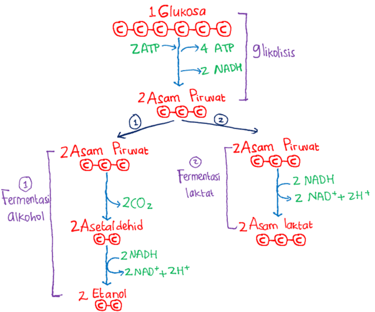 1 Glukosa ©-0-0-0-0-0 ZATP 4 ATP >4 ATP glikolisis ZATP +2 NADH 2 Asam Piruvat 2 Asam Piruvat 2 Asam Piruvat Fermentasi laktat Fermentasi 2 NADH Z NAD++ 2H+ alkohol >2002 2 Asetaldehid L 2 Asam laktat ©-©- 2 NADH >2NAD*+2H+ 2 Etanol k 