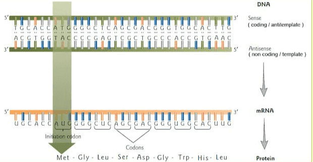 DNA Sense ( (coding / antitemplate) TG ACGTGG CGAGT CGTGAAC Antisense (non coding/template) mRNA UD ان اعوان نمود و او توهمة Initiation codon Codons Met Gly. Leu. Ser . Asp.Gly. Trp. His. Leu Protein 