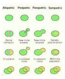 Allopatric Peripatric Parapatric Sympatric Barilor formation New niche New riche Genetic entered entered polymorphism In isolation in isolated in adjacent niche niene Within the population 