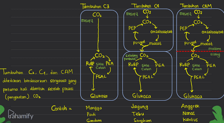 Upper epidermis Palisade mesophyll cell -Vein Bundle sheath cell Spongy mesophyll cell Lower epidermis 16 Stoma 
Tumbuhan C3 CO₂ mesofil Tumbuhan C4 CO2 mesofil Tumbuhan CAM mesofil CO2 ✓ COZ PEP' PEP Oksaloasetat d Pirovat malat Piruvat Oksaloasetat Į malat malam CO2 siang seludang CO2 pembuluh RuBP siklus PGA RuBP siklus PGA Calvin RuBP Siklus PGA Į PGAL Calvin Calvin .PGAL 'PGAL Tumbuhan C3, C4, dan CAM dibedakan berdasarkan senyawa yang pertama kali dibentuk setelah fiksasi (pengikatan) Co. Contoh Glukosa Glukosa Glukosa Pahamify Mangga Padi Gandum Jagung Tebu Sorghum Anggrek Nanas kaktus 