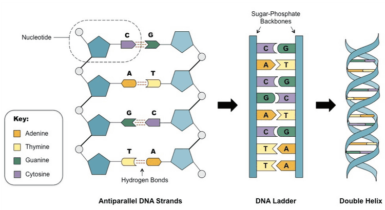 kodon 3. ACG CTC ACG ATC GCG TGC GAG TGC TAG CGC antikodon Aturan berpasongan basa nitrogen pada DNA A=T G=c Pahamify 
Sugar-Phosphate Backbones Nucleotide с с G W A T A T G с A Key: Adenine С G Thymine T A A Guanine T A Cytosine Hydrogen Bonds Antiparallel DNA Strands DNA Ladder Double Helix 