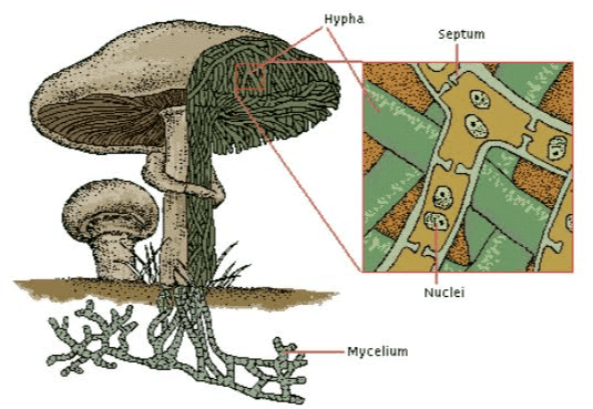 Hypha Septum Nuclei -Mycelium 