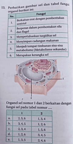 13. Perhatikan gambar sel dan tabel fungsi organel berikut ini. No. Fungsi Berkaitan erat dengan pembentukan 1. sentriol Berperan dalam pembentukan sila 2 dan flagel 2. Mempertahankan turgiditas sel 4. Menyimpan cadangan makanan 5. Menjadi tempat timbunan sisa-sisa metabolisme (Metabolisme sekunder) 6. Merupakan kerangka sel Organel sel nomor 1 dan 2 berkaitan dengan fungsi sel pada tabel nomor 1 2 a. 2,5,6 1,3,4 b. 3,4,5 1,2,6 c. 2,3,4 1,5,6 d. 1.2.6 3,4,5 e. 1,3,5 2,4,6 