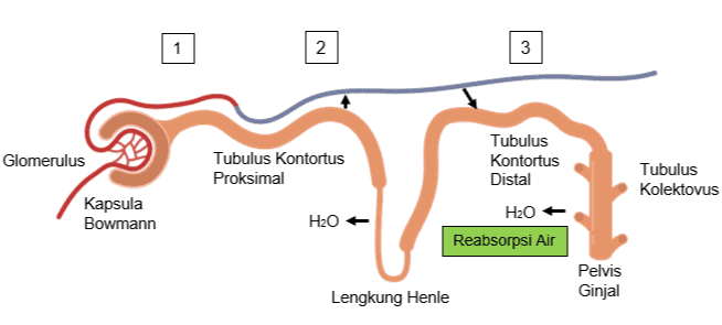 2 3 Glomerulus Tubulus Kontortus Proksimal Tubulus Kontortus Distal Tubulus Kolektovus Kapsula Bowmann H2O H2O Reabsorpsi Air Pelvis Ginjal Lengkung Henle 