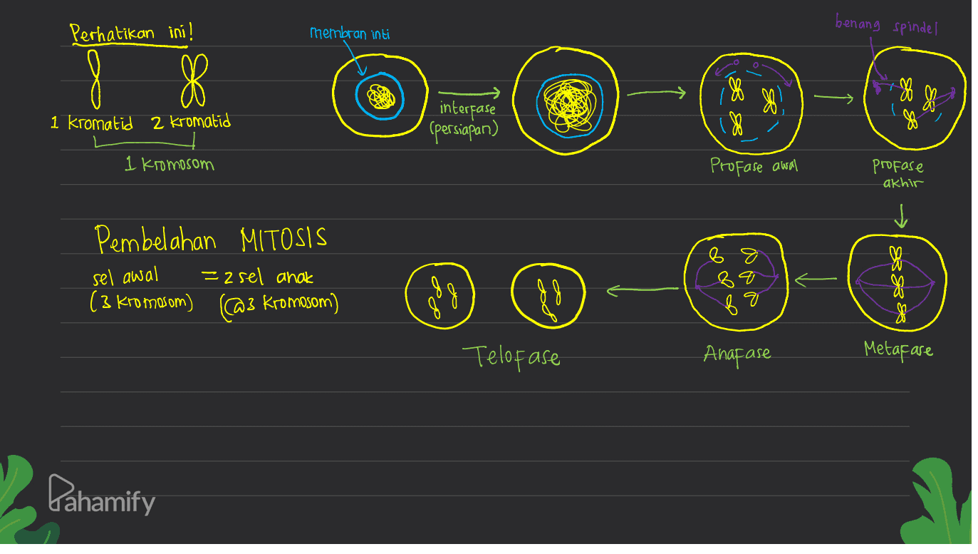benang spindel Perhatikan ini! membran inti 8 8 8 18 88 interfase (persiapan) 1 kromatid 2 kromatid f 1 kromosom Profase awal profase akhir Pembelahan MITOSIS =asel anak ( 3 kromosom) (@3 kromosom) sel awal 8 8 4 B &BES 88 16 doo Telofase Anafase Metafare Pahamify 