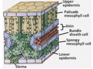 Upper epidermis Palisade mesophyll cell -Vein Bundle sheath cell Spongy mesophyll cell Lower epidermis 16 Stoma 
Tumbuhan C3 CO₂ mesofil Tumbuhan C4 CO2 mesofil Tumbuhan CAM mesofil CO2 ✓ COZ PEP' PEP Oksaloasetat d Pirovat malat Piruvat Oksaloasetat Į malat malam CO2 siang seludang CO2 pembuluh RuBP siklus PGA RuBP siklus PGA Calvin RuBP Siklus PGA Į PGAL Calvin Calvin .PGAL 'PGAL Tumbuhan C3, C4, dan CAM dibedakan berdasarkan senyawa yang pertama kali dibentuk setelah fiksasi (pengikatan) Co. Contoh Glukosa Glukosa Glukosa Pahamify Mangga Padi Gandum Jagung Tebu Sorghum Anggrek Nanas kaktus 