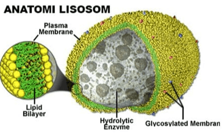 ANATOMI LISOSOM Plasma Membrane Lipid Bilayer Hydrolytic Enzyme Glycosylated Membran 