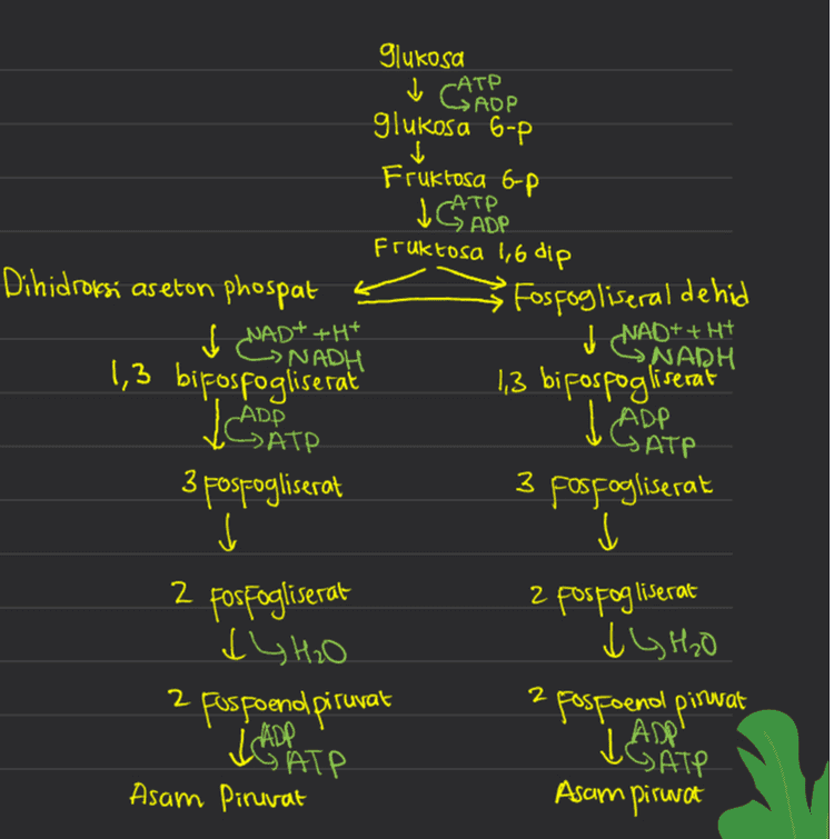 Metabolisme katabolisme Anabolisme Respirasi Aerdo Respirasi Anaerob Fermentasi asam laktat Fotosintesis Respirasi Aerob Anaerob Glukosa I slikalisis Asam Piruvat 1 dekarboksilasi Oksidatif Asetil ko-A Fermentasi alkohol Glukosa Jeglikolisis Asam Piruvat Pembentukan ✓ etanol Etanol Glukosa Į glikolisis Asam Piruvat pembenhikan V asam laktat Asam Laktat Siklus krebs Transport Elektron Pahamify 
glukosa -ATP glukosa 6-P ✓ Fruktosa 6-p ATP Fruktosa 1,6 dip Dihidroksi aseton phospat ++++AD على 'Fosfogliseral dehid J NAD+ + H+ 1,3 bipospogliserat ADP SATP opp 3 fosfogliserat j NADH 1,3 bifosfogliserat ADD » ATP 3 pospogliserat j 2 fosfogliserat dy H2O Fuspoend piruvat LG ATP Asam Pinuvat Z posfogliserat 2 2 IL H₂O pospoenol piruvat ADPI SAT9 KADP Asampiruvat 