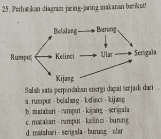 25. Perhatikan diagram jaring-jaring makanan berikut! Belalang Burung Serigala Kelinci - Ular - Rumput Kijang Salah satu perpindahan energi dapat terjadi dari a. rumput - belalang - Kelinci - kijang b. matahari - rumput - Kijang - serigala c. matahari - rumput - kelinci - burung d. matahari - serigala - burung - ular 