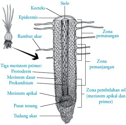Stele Korteks Epidermis DY Rambut akar Zona pematangan Zona pemanjangan Tiga meristem primer: Protoderm Meristem dasar Prokambium Meristem apikal Zona pembelahan sel (meristem apikal dan primer) Pusat tenang Tudung akar 