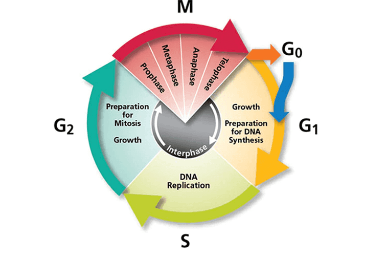 M Go Metaphase Anaphase Prophase Telophase G2 Preparation for Mitosis Growth Growth Preparation for DNA Synthesis G1 interphase DNA Replication S 