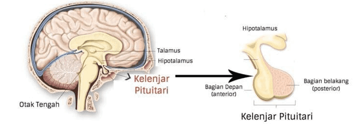 Hipotalamus Talamus Hipotalamus > Kelenjar Pituitari Bagian Depan Canterior) Bagian belakang (posterion Otak Tengah Kelenjar Pituitari 