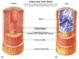 Artery and Vein Wails Arry Valve Capete Tune 