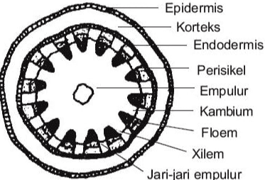 Epidermis Korteks Endodermis Perisikel Empulur Kambium Floem Xilem Jari-jari empulur 