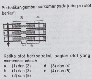 Perhatikan gambar sarkomer pada jaringan otot berikut! (2) (3) COMES wa (4) (5) Ketika otot berkontraksi, bagian otot yang memendek adalah .... a. (1) dan (2) d. (3) dan (4) b. (1) dan (3) e. (4) dan (5) C. (2) dan (5) 