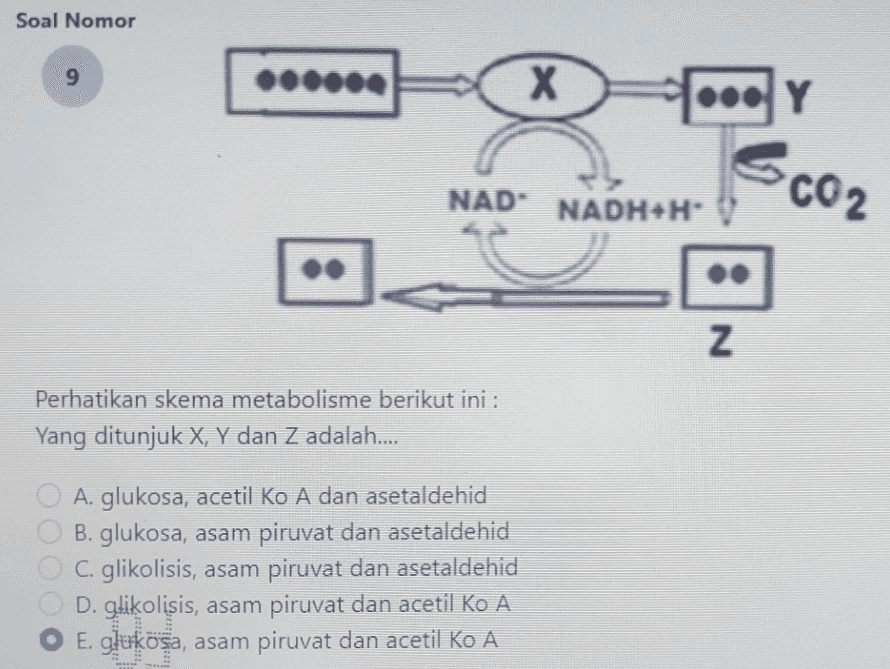 Soal Nomor 9 .. х क ...Y NAD" CO2 NADH+H Z Perhatikan skema metabolisme berikut ini : Yang ditunjuk X, Y dan Z adalah.... A. glukosa, acetil Ko A dan asetaldehid B. glukosa, asam piruvat dan asetaldehid C. glikolisis, asam piruvat dan asetaldehid D. gliķolisis, asam piruvat dan acetil Ko A E. glukosa, asam piruvat dan acetil Ko A 