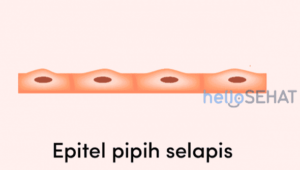 hello SEHAT Epitel pipih selapis 