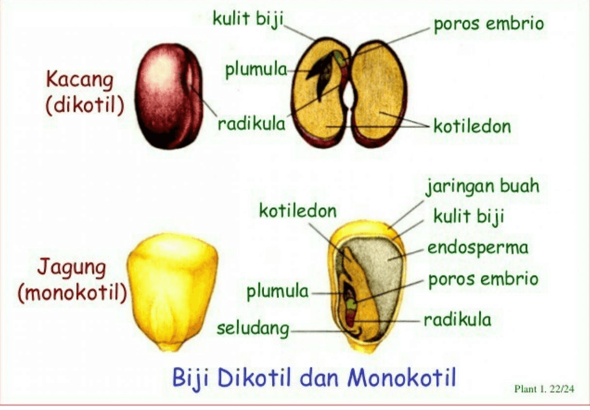 kulit biji poros embrio plumula Kacang (dikotil) radikula kotiledon jaringan buah kotiledon kulit biji endosperma Jagung (monokotil) poros embrio plumula seludang radikula Biji Dikotil dan Monokotil Plant 1. 22/24 