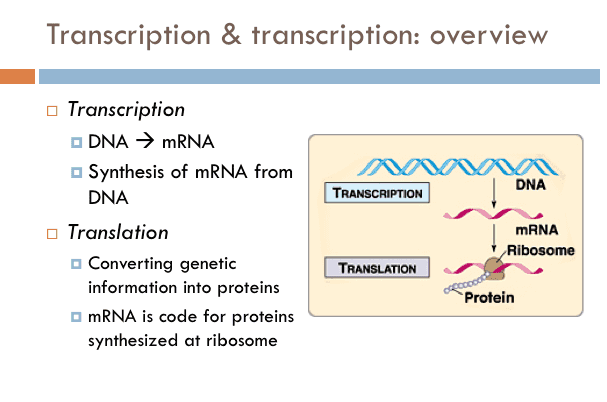 Transcription & transcription: overview s TRANSCRIPTION DNA Transcription DNA → mRNA Synthesis of mRNA from DNA Translation Converting genetic information into proteins mRNA is code for proteins synthesized at ribosome mRNA Ribosome TRANSLATION Protein 