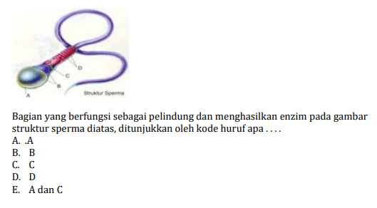 B Struktur Sperma Bagian yang berfungsi sebagai pelindung dan menghasilkan enzim pada gambar struktur sperma diatas, ditunjukkan oleh kode huruf apa.... A. .A B. B C. C D. D E. A dan C 