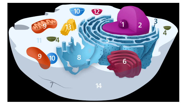 10 12 3 13 (1 2 4 11 4 9 10 8 6 14 