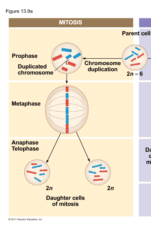 Figure 13.9a MITOSIS Parent cell Prophase Duplicated chromosome 7 Chromosome duplication 2n=6 Metaphase Anaphase Telophase Da C m 2n 2n Daughter cells of mitosis 2011 Pearson Education, Inc. 