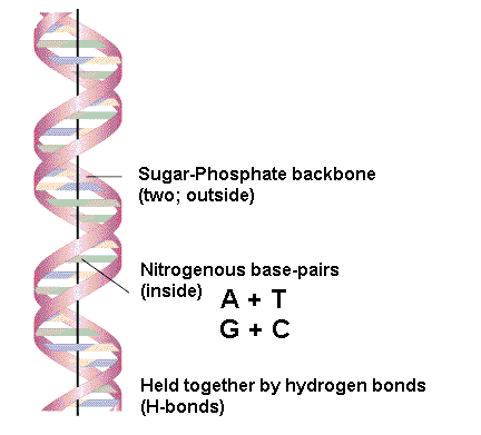 Sugar-Phosphate backbone (two; outside) DODADA Nitrogenous base-pairs (inside) A+T G + C Held together by hydrogen bonds (H-bonds) 
ta 