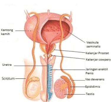 Kantong kemih Vesikula seminalis -Kelenjar Prostat Kelenjar cowpery Uretra SIM Jaringan erektil Penis _Vas deverens Scrotum -Epididimis Testis 