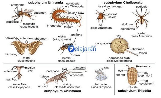 antennae subphylum Uniramia centipede class Chilopoda abdomen poison claw subphylum Chelicerata tarsal sense organ pedipalp dorsal shield proboscis mosquito class Insecta intertergite tergum tick class Arachnida abdomen spinnerets spider class Arachnida elytra antenna (wing covers) eye forewing antennae abdomen A Pelajaran claw beetle class Insecta hindwing moth class Insecta -median antennae eye carapace -abdomen -telson horseshoe crab class Merostomata cirri -antenna eye - head thorax- (cephalon) tail barnacle (pygidium) class Cirripeda trilobite subphylum Trilobita antenna eye carapace telson antennule egg sac water flea class Copepoda shrimp uropod class Malacostraca subphylum Crustacea 