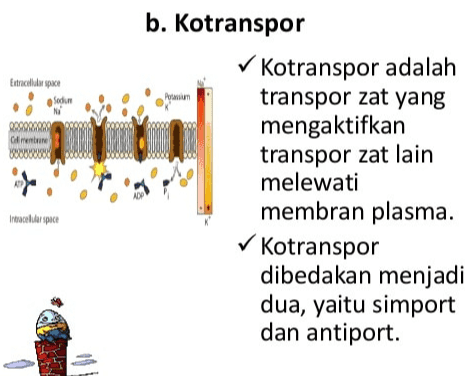 3 Na Omv external [Na] [K] internal - 90 mV 2 K O 1 ATP 1 ADP+1P 
Extracellulospace Pw NI 200g Climent b. Kotranspor ✓ Kotranspor adalah transpor zat yang mengaktifkan transpor zat lain melewati membran plasma. ✓ Kotranspor dibedakan menjadi dua, yaitu simport dan antiport. Traceluler space 
