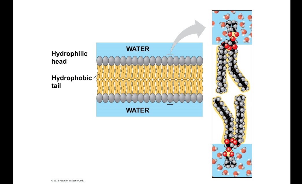 WATER Hydrophilic head Hydrophobic tail WATER © 2011 Pearson Education, Inc. 