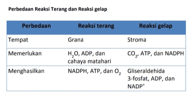 Perbedaan Reaksi Terang dan Reaksi gelap Perbedaan Reaksi terang Reaksi gelap Tempat Grana Stroma Memerlukan Menghasilkan H,O, ADP, dan CO,, ATP, dan NADPH cahaya matahari NADPH, ATP, dan 0, Gliseraldehida 3-fosfat, ADP, dan NADP* 