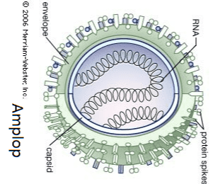 bacteriophage head DNA neck tail base plate tail fibre kompleks 
isohedral DNA viral genome glycoprotein spikes symmetry axes symmetry axes twofold symmetry threefold symmetry fivefold symmetry 
protein spikes RNA 20000 00000000 ceeeee envelope capsid ©2006 Merriam-Webster, Ino. Amplop 
Heliks RNA core protein molecule 