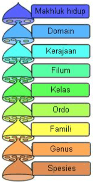 Makhluk hidup Domain Kerajaan Filum KKKKKKKKT Kelas Sa Ordo Famili Genus Spesies 