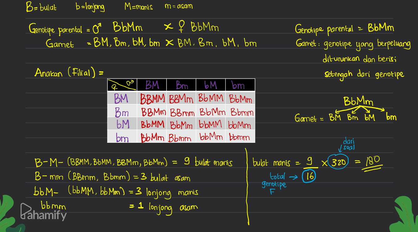 m-asam B-bulat b=lonjong M=manis Genotipe parental = 0 BbMm xe Bb Mm Gamet =BM, Bm, bM, bm x BM, Bm, 6M, bm Gendtipe parental = BbMm Garnet : genotipe yang berpeluang diturunkan dan berisi Setengah dari genotipe Anakan (Filial) = BM Bm bM I bm BM BBMM BBMm Bb MM Bb Mm Bm ВВМm BBmm ВЫМm Bbmon ) bM BbMM Bbm BbMM bbm bm Bb Mm Bbom bb Mm bbmm BbMm Gamet - BM Bm bM bm dari v soal g bulat manis 9 x 320 180 B-M- (BBMM, BBMM, BBMm, Bb Mm) B - mn (BBmm, Bbmm) = 3 bulat asam bbmc (bb MM, bb Mm] = 3 lonjong manis Conjong bulat manis = total genotipe 16 bbmm - 1 Pahamit asam 