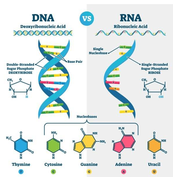 VS DNA Deoxyribonucleic Acid DOD0000000 RNA Ribonucleic Acid Single Nucleobase Base Pair Double-Stranded Sugar Phosphate DEOXYRIBOSE CH, OX Single-Stranded Sugar Phosphate RIBOSE CH, н н H OH OH OH Nucleobases H.N NH NH O= не NH N -NH, N NH Z N Z Z Thymine Guanine Adenine Uracil Cytosine c U 